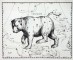 Ursa Major Hevelius